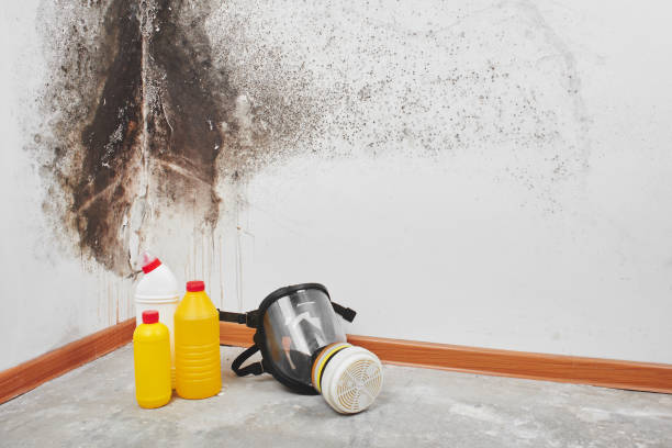 Best Home Mold Removal  in Walker Mill, MD