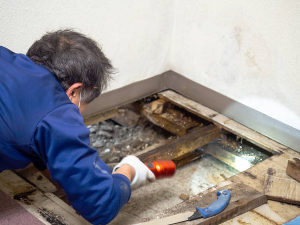 Best Mold Cleaning Services  in Walker Mill, MD