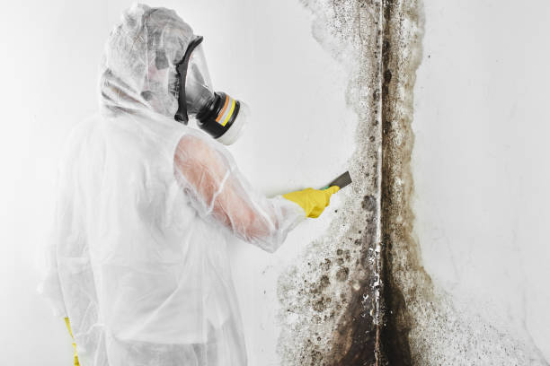 Best Mold Remediation Experts  in Walker Mill, MD