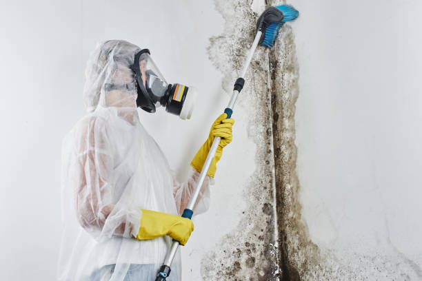 Best Professional Mold Removal  in Walker Mill, MD