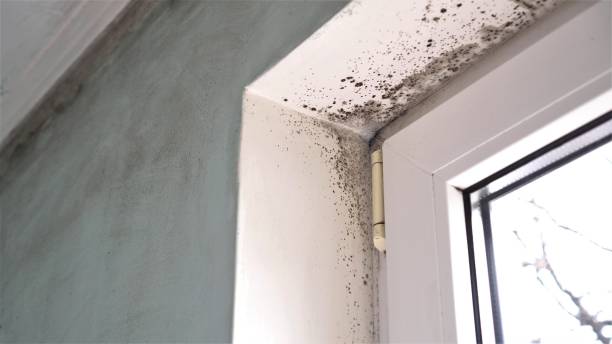 Best Local Mold Removal Service  in Walker Mill, MD