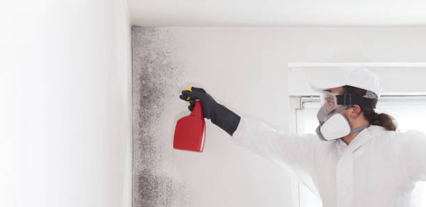Best Mold Remediation Services  in Walker Mill, MD
