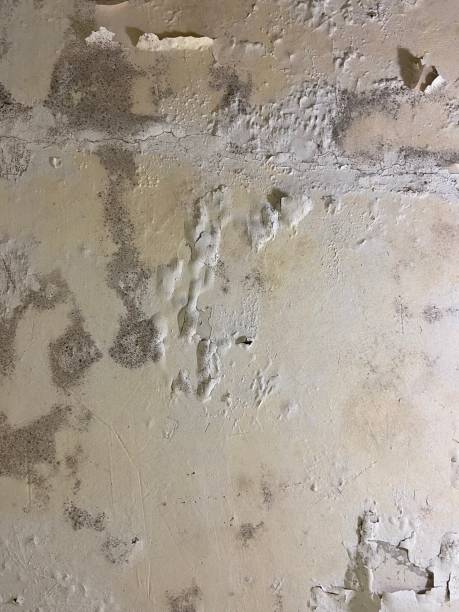 Best Mold Cleaning Services  in Walker Mill, MD