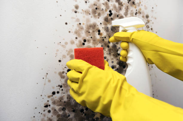 Best Commercial Mold Removal  in Walker Mill, MD