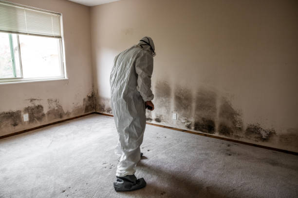 Best Attic Mold Removal  in Walker Mill, MD