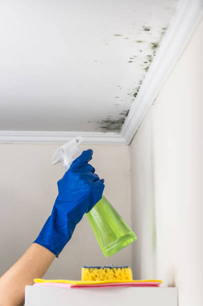 Best Toxic Mold Removal  in Walker Mill, MD