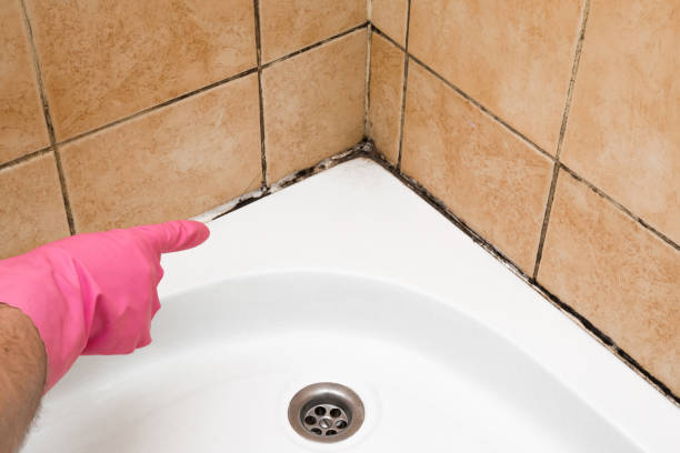 Best Mold Testing and Removal  in Walker Mill, MD